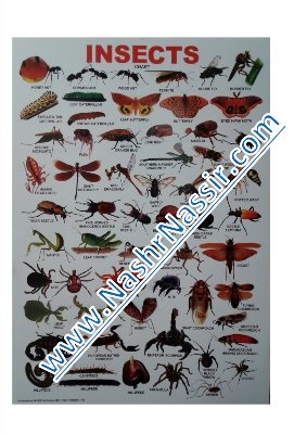 Insects poster